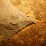 A Maugean Skate on the sea floor